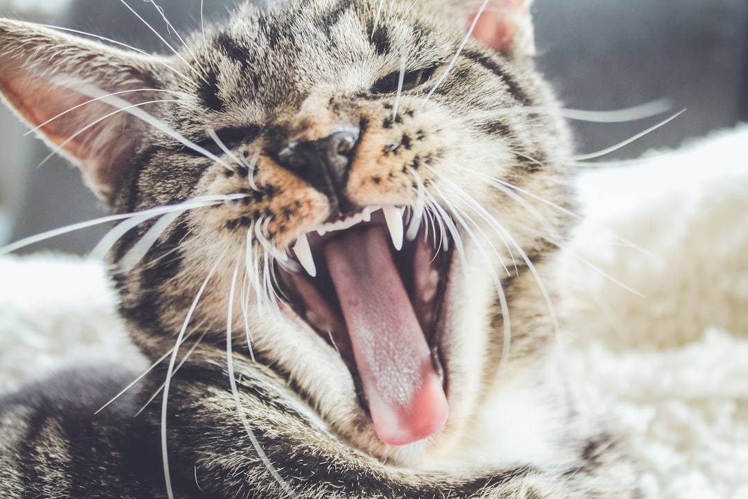 Photo Cat grooming brush