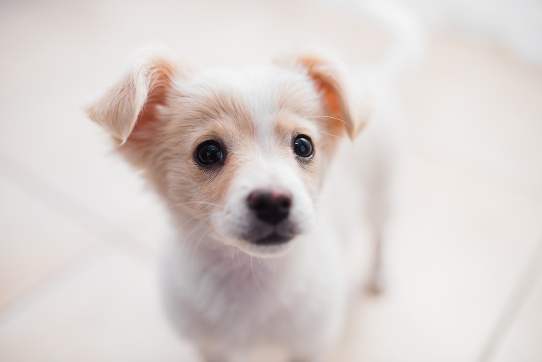 Puppy Training: How to Train a Puppy