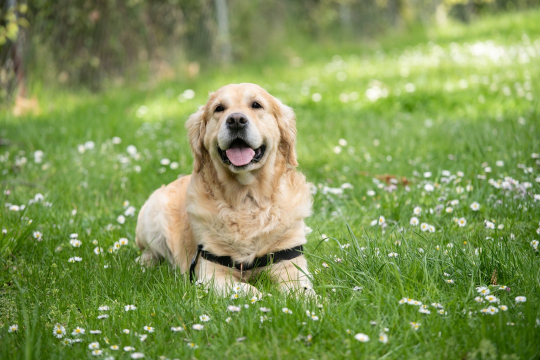 Photo Golden Retriever